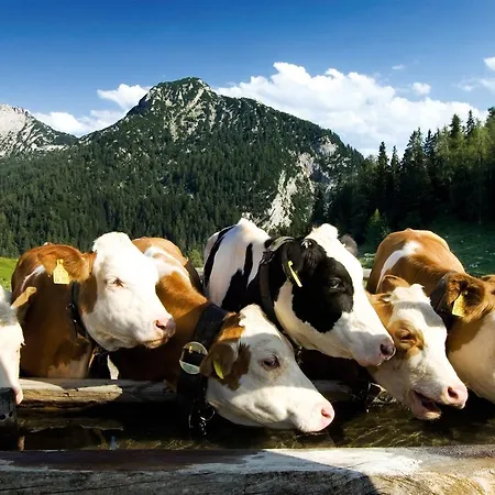 Freiberg Schladming